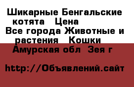 Шикарные Бенгальские котята › Цена ­ 25 000 - Все города Животные и растения » Кошки   . Амурская обл.,Зея г.